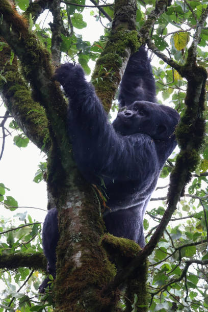 istock Silverback Mountain Gorilla eating in tree in Rwanda Africa 1758904647