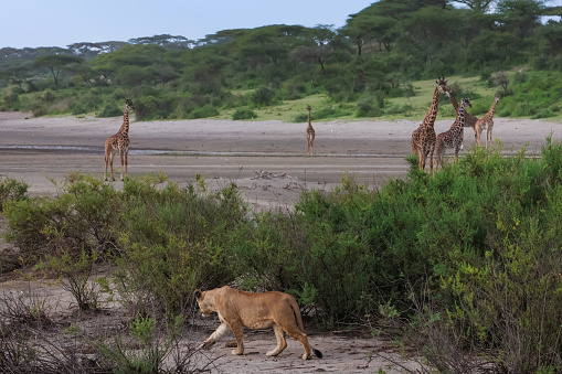 Female lion stalking giraffes