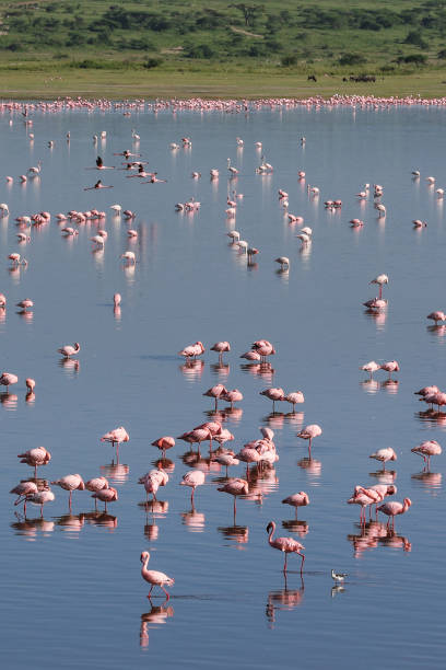 A flock of flamingoes standing in the blue lake water with grassy hill in the background Many flamingos on a blue lake in front of a green hill in Tanzania Africa arusha region stock pictures, royalty-free photos & images