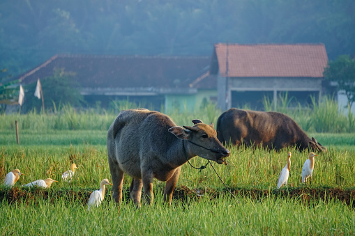 Buffalo and egrets in the middle of grassy rice fields