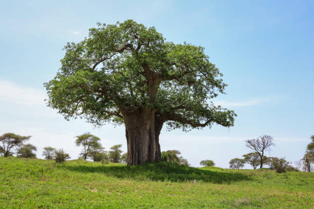istock Large Baobab tree in Tanzania Africa 1758907245