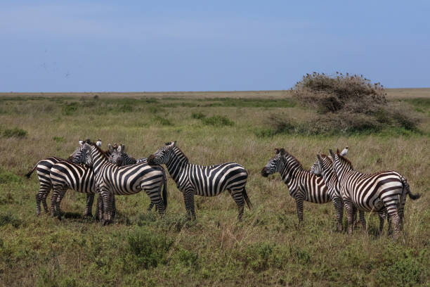 istock Group of zebras standing in a line resting on each other 1758911482