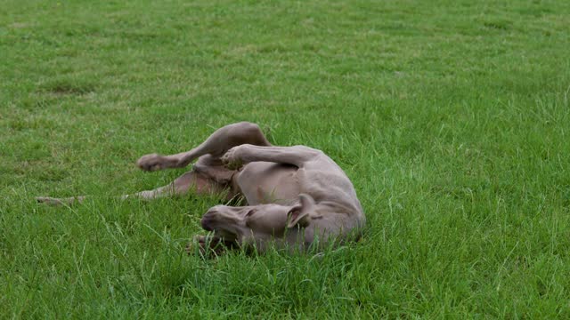 Playful grey Weimaraner rolling around in the long grass having fun on a walk in slow motion