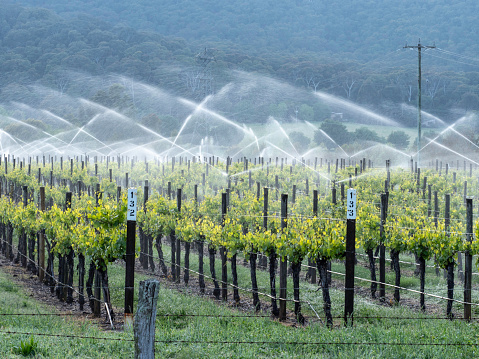 Sprinklers on grape vines in the Buckland Valley Victoria