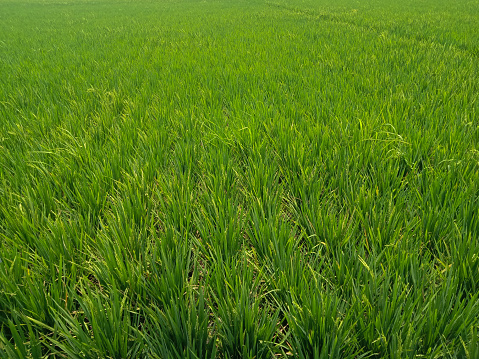 background of rice plants