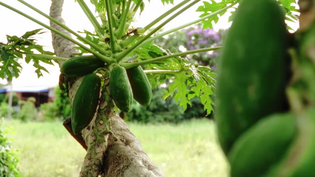 papaya green agriculture asia farm