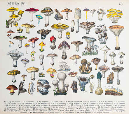 Mushrooms - ORIGINAL PRINT out of the book 
