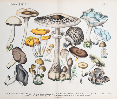 Edible mushroom: Smoky milk-cap, oyster mushroom, oyster mushroom - ORIGINAL PRINT out of the book 