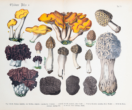 Edible mushroom: wood hedgehog, elephant ear, morel, basket fungus - ORIGINAL PRINT out of the book 