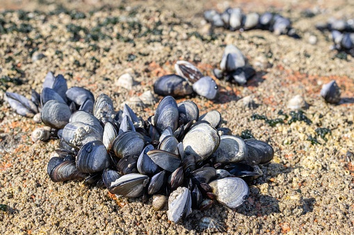 Empty open mussels shell on rocks. Selective focus. Stock photo