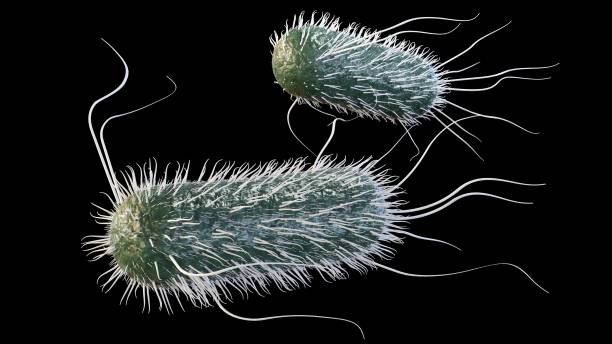 istock scattered E. coli or known as Escherichia coli bacteria 1758935986