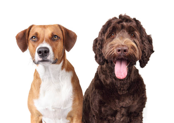 Isolated dogs looking at camera.