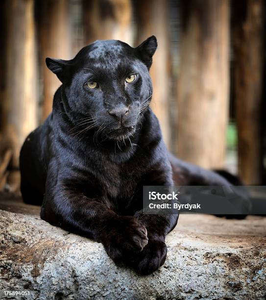 검은표범 검은표범에 대한 스톡 사진 및 기타 이미지 - 검은표범, 표범, 어두운 색