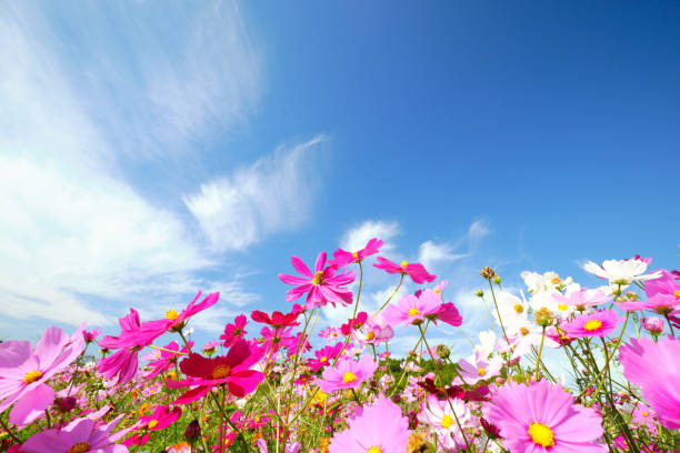 istock Landscape of sky and cosmos 1758950379