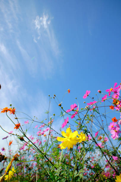 Cosmos and the sky on a sunny day