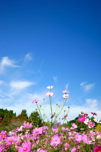 Clear skies and cosmos