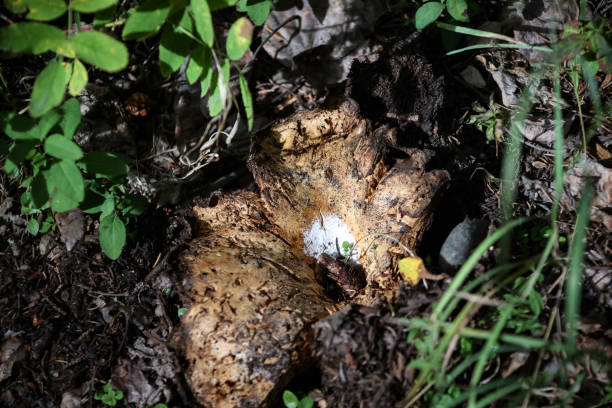 istock Mushrooms growing on the forest floor in Alaska 1758953458
