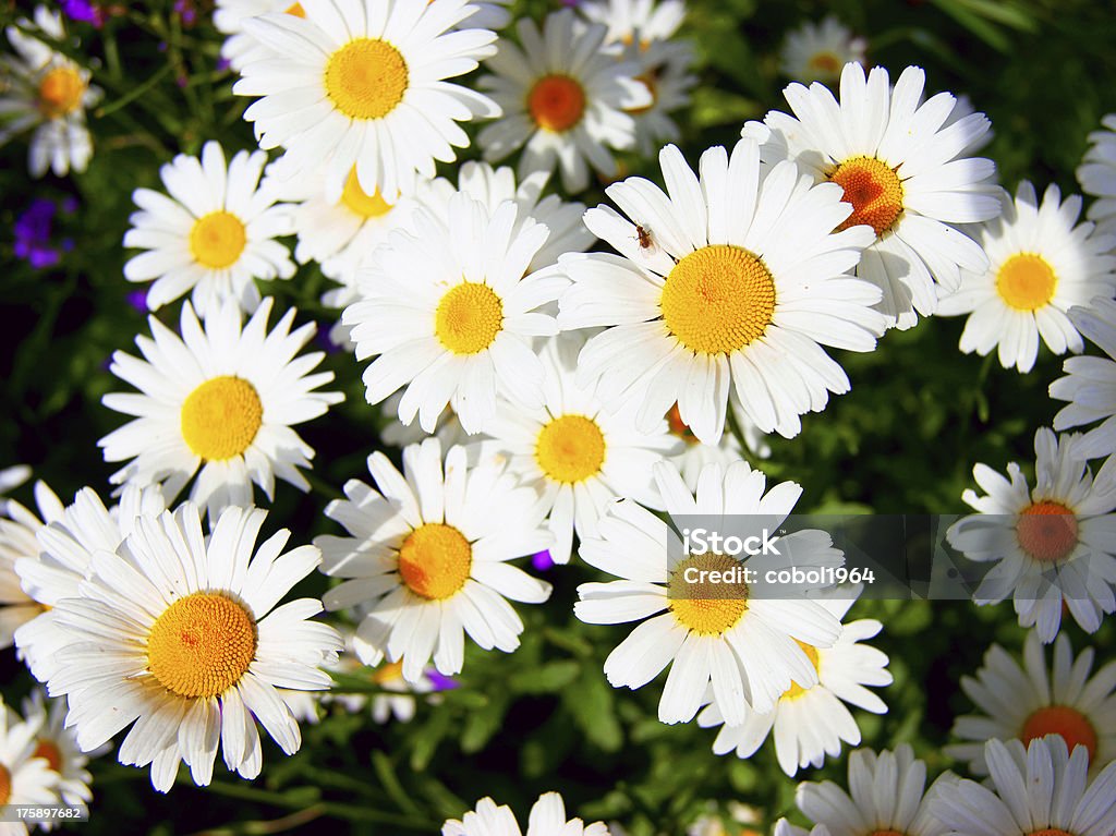 Imagem de pequenos daisywheels - Foto de stock de Abstrato royalty-free