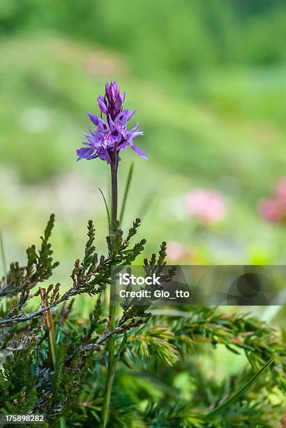 Wild Orchid Dactylorhiza Maculata - Fotografie stock e altre immagini di Alpi - Alpi, Alpi svizzere, Ambientazione esterna