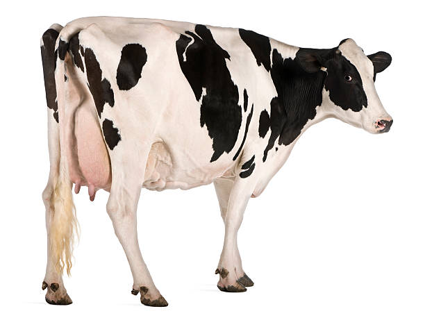 istock Rear view of a black and white Holstein cow 175898431