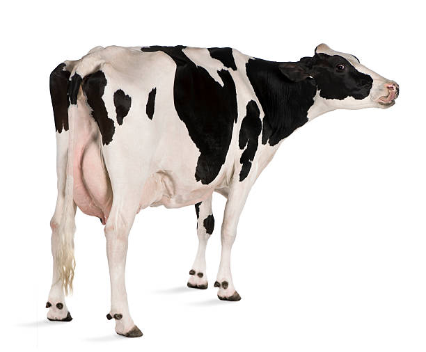istock Holstein cow standing in front of white background 175898435