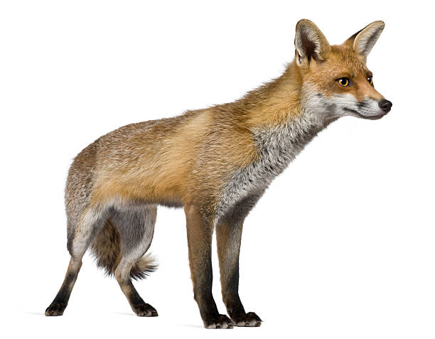 istock Red Fox, 1 year old, standing isolated on white 175898437
