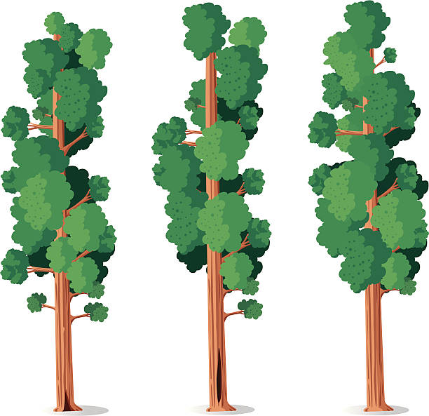 sequoia - sequoiabaum stock-grafiken, -clipart, -cartoons und -symbole