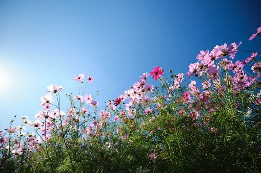 Autumn nature with cute cosmos blooming
