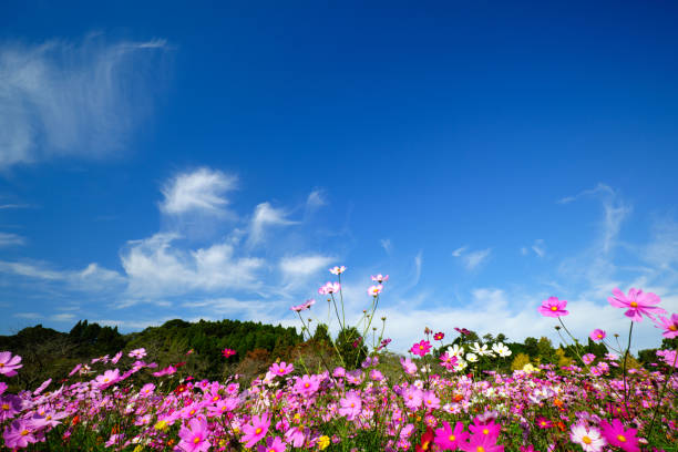 istock Vast sky and cosmos flowers 1758991771
