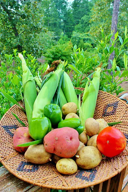 Wicker basket overflowing with freshly picked vegetables