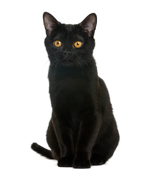 istock Bombay kitten sitting and looking away, isolated on white 175901385