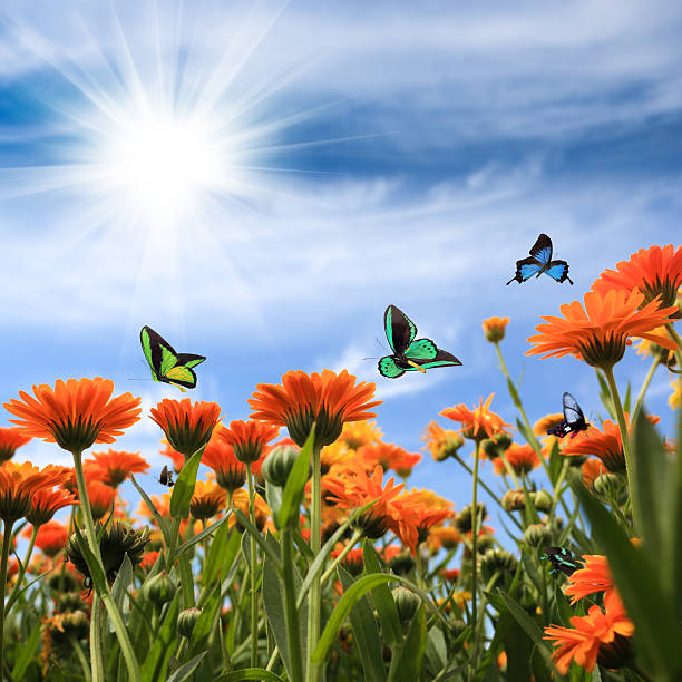 istock yellow daisy with butterflies 175901476