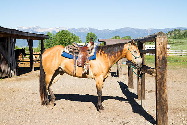 istock Horse  Tied Up Outside A Stable 175901660