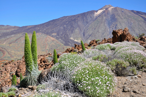 Bugloss (Echium wildpretii), Teide National Park, Tenerife, Canary islands, Spain