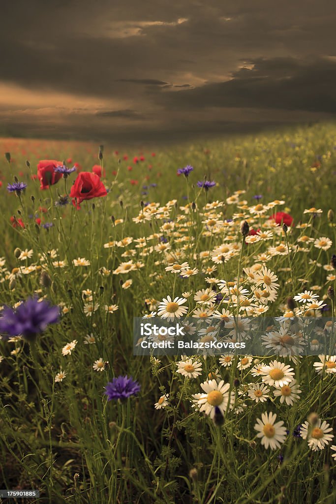 田園風景に囲まれ、たくさんの野生の花々の夕日 - オーガニックのロイヤリティフリーストックフォト