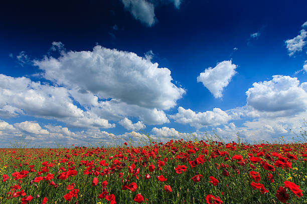 istock Red poppies in warm evening light 175901917