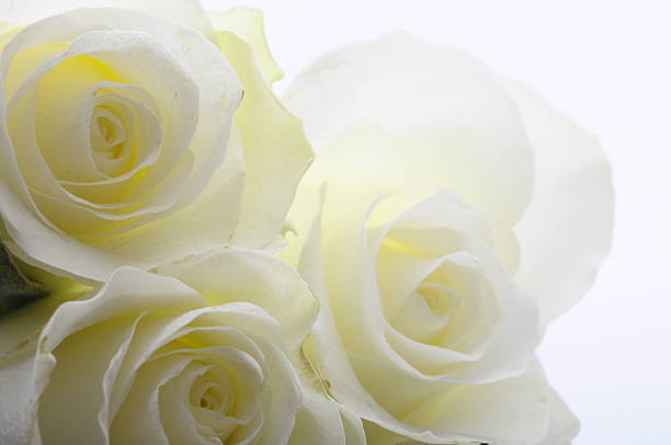 istock Close up ofo white rose 175902180
