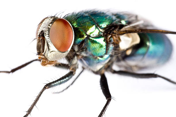 istock iridescent house fly in close up 175902449