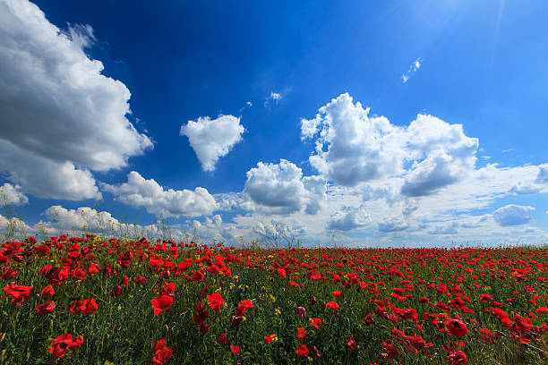 istock Red poppies in warm evening light 175902716