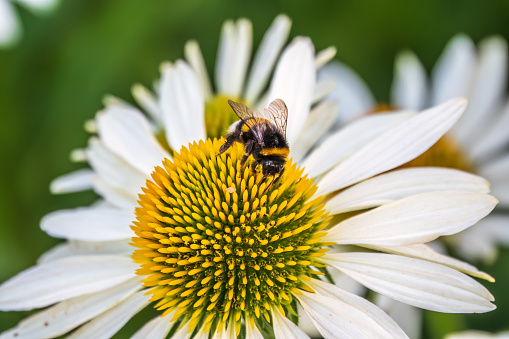 A closeup shot of a bee collecting pollen on a white echinacea flower. A Bumblebee on a white Echinacea flower in a garden setting, with a natural green background.