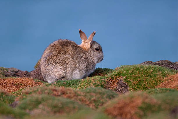 Skokholm Island rabbit amongst sea cushions stock photo