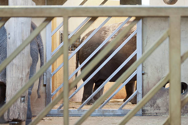 istock Lonely zoo elephants in concrete compound behind iron bars 175903133