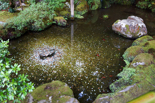 Koi carps swims in a small pond and fountain during flow .