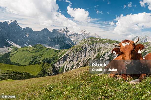 Vaca En Los Alpes Foto de stock y más banco de imágenes de Acostado - Acostado, Aire libre, Alpes Europeos