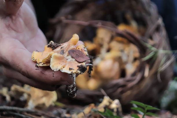 istock Hand Picking Chanterelle Mushrooms 1759045232