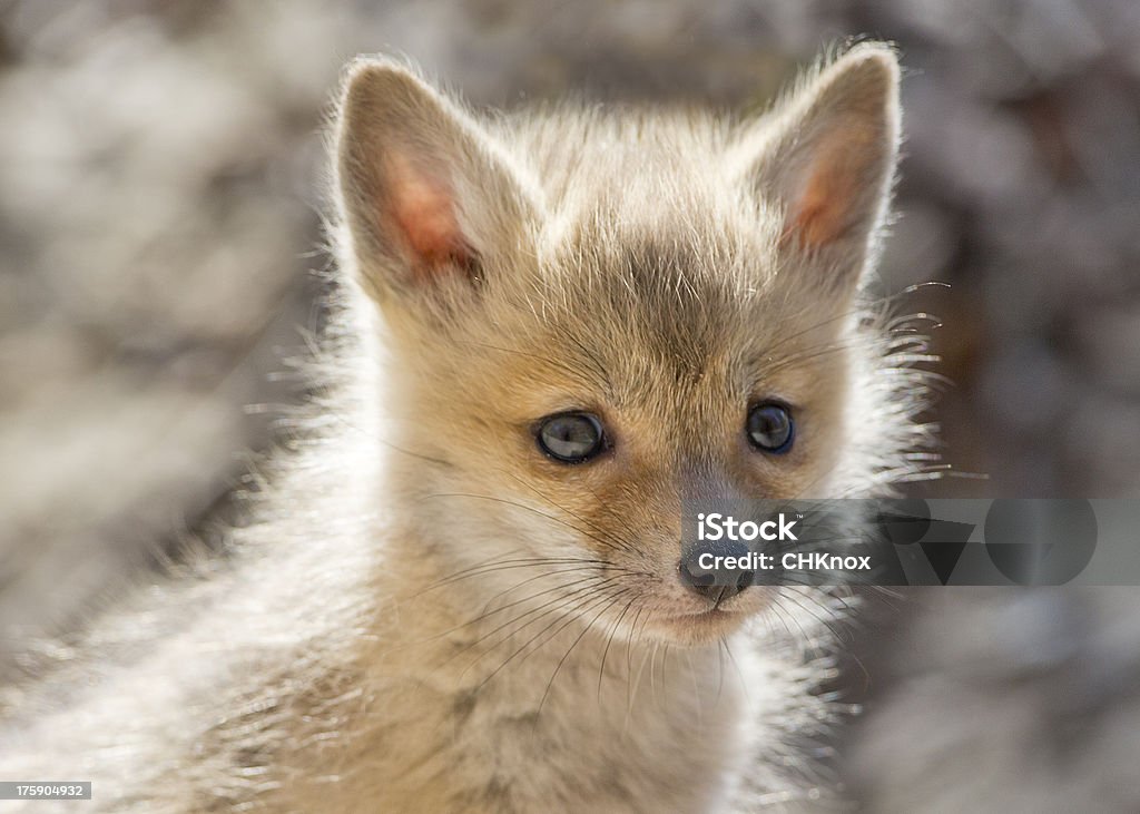 Cute Fox Kit Close Up Young Baby Pup Horizontal Cute adorable fox kit comes out of den to play.  Rim light halos young pup with big puppy eyes.  Sandy background.Cute adorable fox kit comes out of den to play.  Rim light halos young pup with big puppy eyes.  Sandy background. Animal Stock Photo