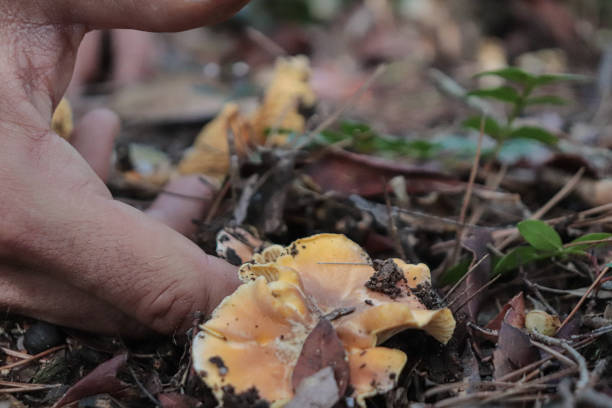 istock Hand Picking Chanterelle Mushrooms 1759051513
