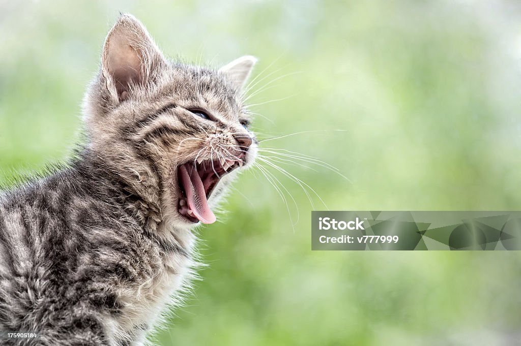 Mew! - Foto de stock de Animal royalty-free