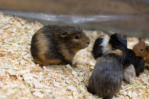 Close-up of a brown guinea pig with babies. A group of guinea pigs on the ground.