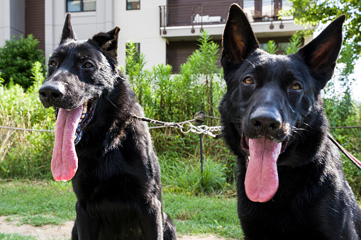 2 german Shepards posing and smiling